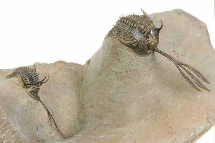 Double Spiny Trident Walliserops Trilobite Specimen #350537